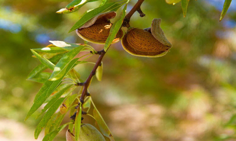 9 benefits from almond for health